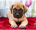 Small Photo #32 Mastiff Puppy For Sale in WAKARUSA, IN, USA