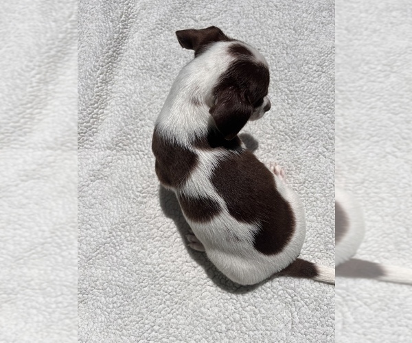 Medium Photo #17 Jack Chi Puppy For Sale in SAINT AUGUSTINE, FL, USA
