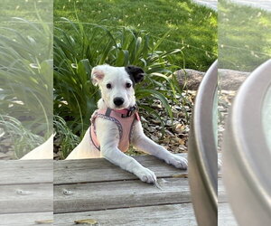 Collie-Unknown Mix Dogs for adoption in St. Louis Park, MN, USA