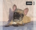 Small #1 French Bulldog