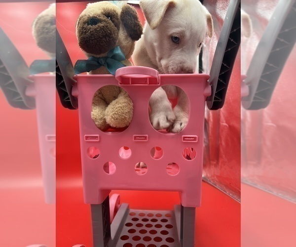 Medium Photo #15 Labrador Retriever-Siberian Husky Mix Puppy For Sale in HARMONY, NC, USA