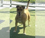 Small #1 American Pit Bull Terrier-Chihuahua Mix