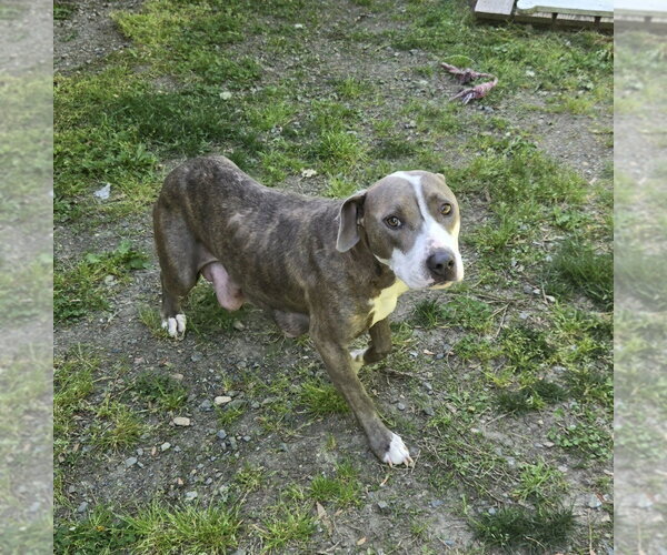 Medium Photo #2 Mutt Puppy For Sale in Glen Allen, VA, USA