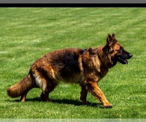 Mother of the German Shepherd Dog puppies born on 06/09/2025