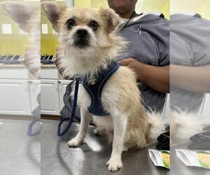 Border Terrier-Chihuahua Mix Dogs for adoption in Forestville, MD, USA