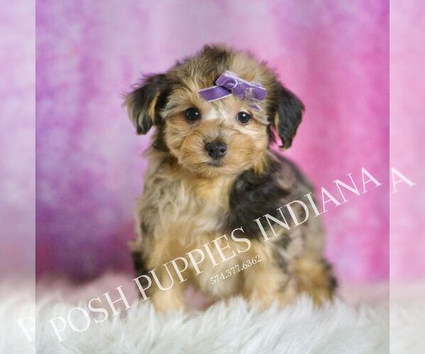 Medium Photo #5 YorkiePoo Puppy For Sale in WARSAW, IN, USA