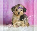 Small #4 YorkiePoo