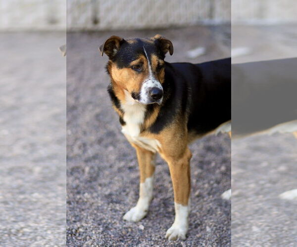 Medium Photo #1 Mutt Puppy For Sale in Webster, WI, USA