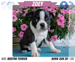 Small #13 Boston Terrier