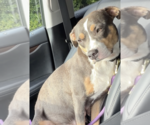 Small #3 American Bulldog-American Staffordshire Terrier Mix