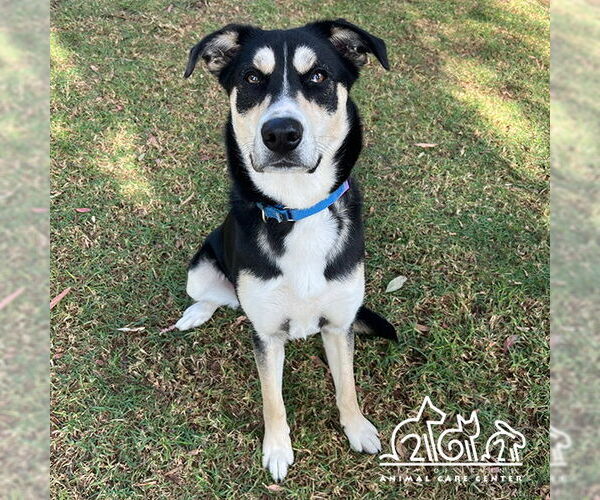 Medium Photo #1 Siberian Husky Puppy For Sale in Irvine, CA, USA