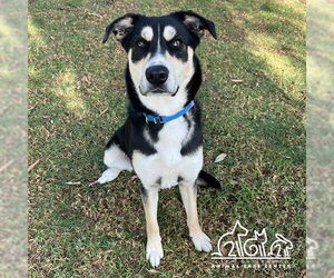 Siberian Husky Dogs for adoption in Irvine, CA, USA