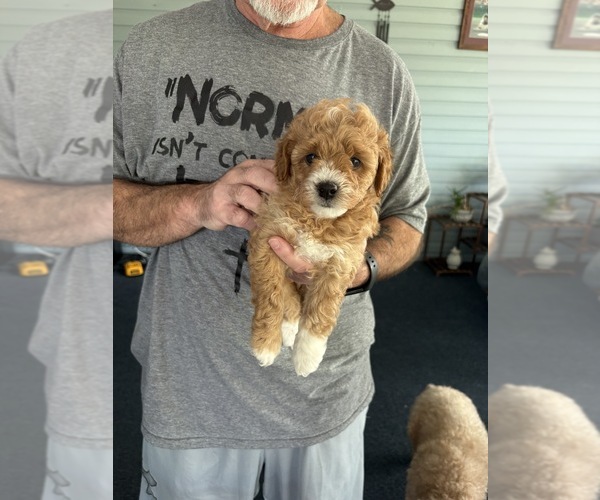 Medium Photo #7 Poodle (Miniature) Puppy For Sale in AUBURNDALE, FL, USA