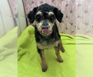 Poodle (Miniature) Dogs for adoption in Pacolet, SC, USA