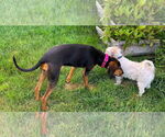Small #1 Black and Tan Coonhound Mix