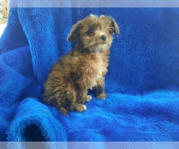 Medium Photo #7 Chihuahua-Poodle (Toy) Mix Puppy For Sale in GREENWOOD, WI, USA