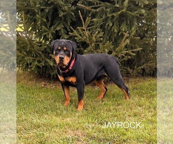 Medium Photo #1 Rottweiler Puppy For Sale in MIDDLEBURY, IN, USA
