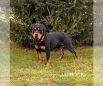 Small Photo #1 Rottweiler Puppy For Sale in MIDDLEBURY, IN, USA