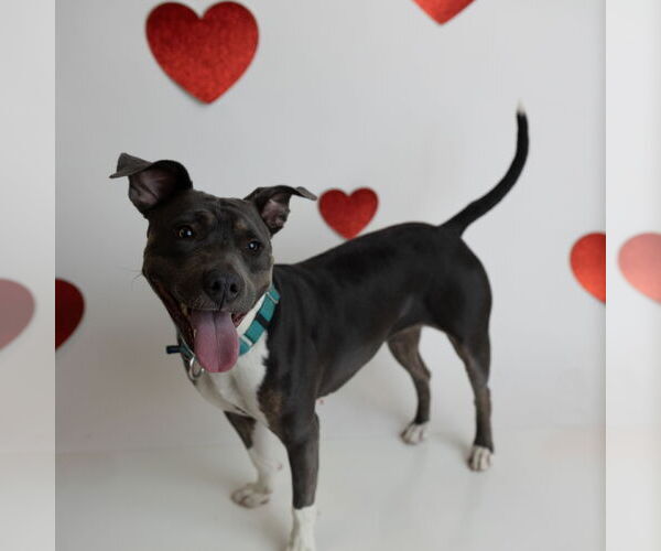 Medium Photo #18 American Pit Bull Terrier Puppy For Sale in Fargo, ND, USA