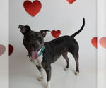 Small #17 American Pit Bull Terrier