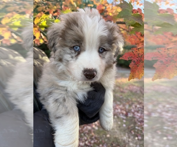 Medium Photo #1 Australian Shepherd-Miniature Australian Shepherd Mix Puppy For Sale in WILLIS, VA, USA