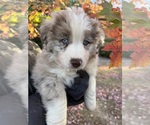 Small Australian Shepherd-Miniature Australian Shepherd Mix