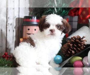 Shih Tzu Puppy for sale in MOUNT VERNON, OH, USA
