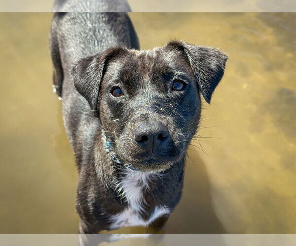 Medium Photo #4 Labrador Retriever-Unknown Mix Puppy For Sale in San Diego, CA, USA