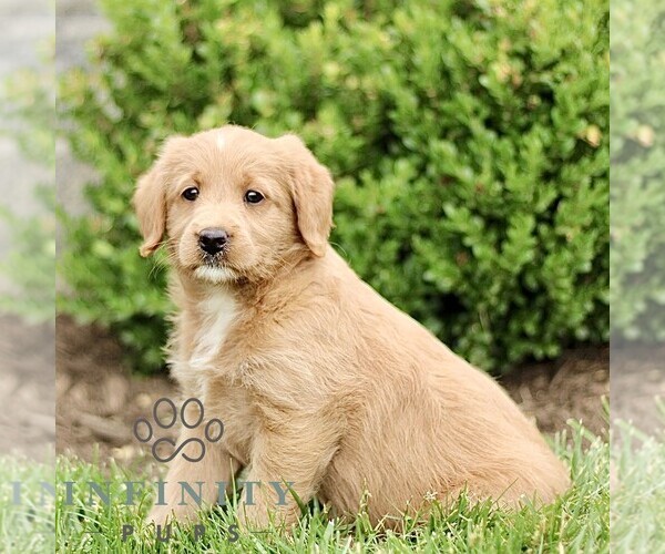 Medium Photo #3 Miniature Labradoodle Puppy For Sale in STRASBURG, PA, USA