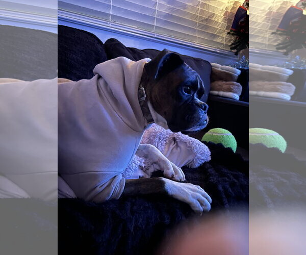 Medium Photo #5 Boxer Puppy For Sale in  Katy, TX, USA