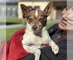 Small #1 Chihuahua