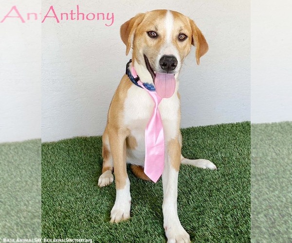 Medium Photo #1 Labbe Puppy For Sale in San Diego, CA, USA