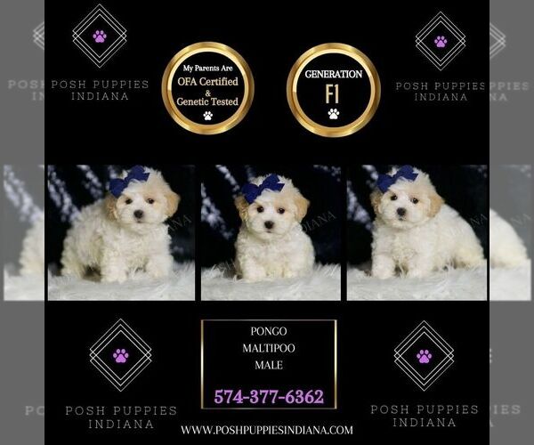 Medium Photo #67 Maltipoo (Miniature) Puppy For Sale in WARSAW, IN, USA