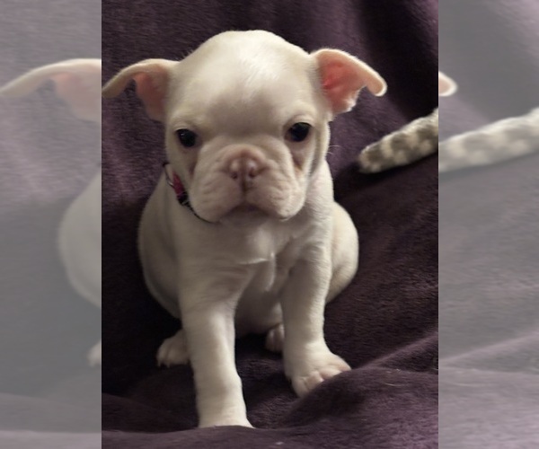 Medium Photo #2 Boston Terrier Puppy For Sale in HAMDEN, CT, USA