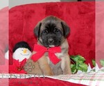 Small #2 Mastiff