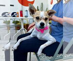 Small #4 Chihuahua Mix