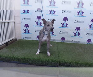 Catahoula Leopard Dog-Unknown Mix Dogs for adoption in Orlando, FL, USA