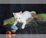 Small Photo #4 Alaskan Klee Kai Puppy For Sale in GREENWOOD, WI, USA