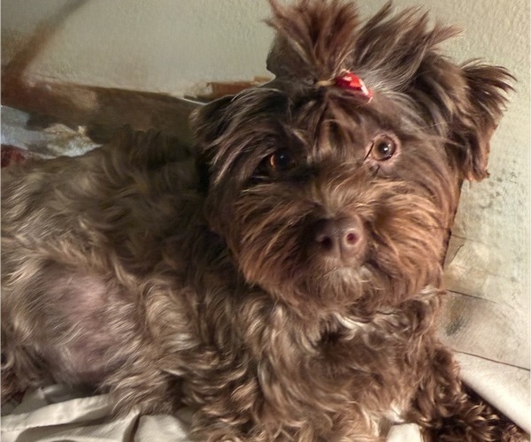 Medium Photo #1 Havanese Puppy For Sale in KOKOMO, IN, USA