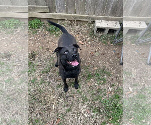 Medium Photo #2 Mutt Puppy For Sale in Jackson, MS, USA