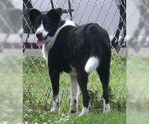 Border Collie Dogs for adoption in Grandview, MO, USA