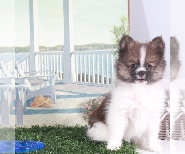 Medium Photo #4 Pomeranian Puppy For Sale in MOUNT VERNON, OH, USA