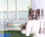 Small #3 Pomeranian
