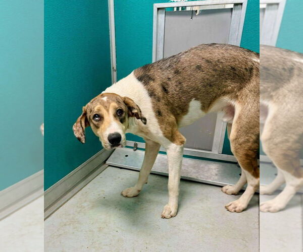 Medium Photo #1 Australian Shepherd-Great Dane Mix Puppy For Sale in Bullard, TX, USA