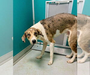 Australian Shepherd-Great Dane Mix Dogs for adoption in Bullard, TX, USA