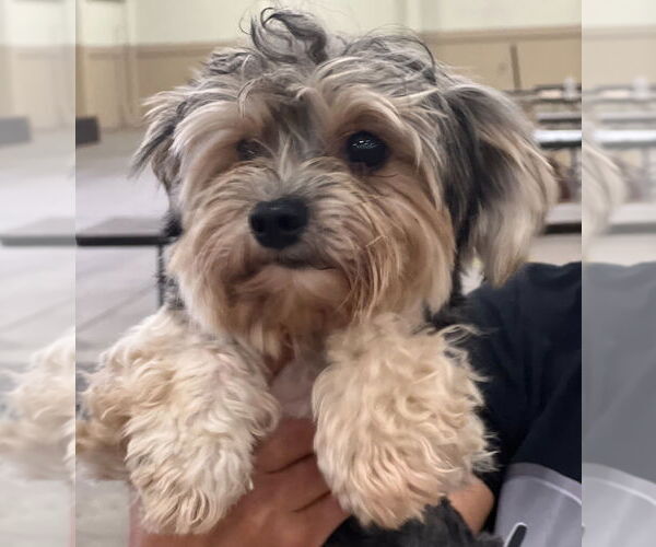 Medium Photo #6 Shih Tzu-Unknown Mix Puppy For Sale in Dana Point, CA, USA