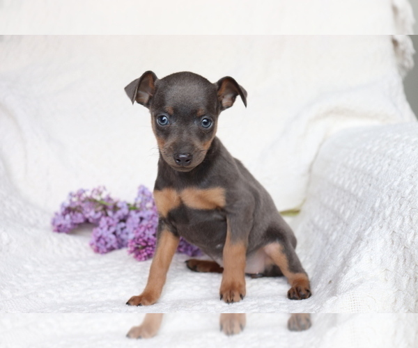 Medium Photo #1 Miniature Pinscher Puppy For Sale in SHILOH, OH, USA