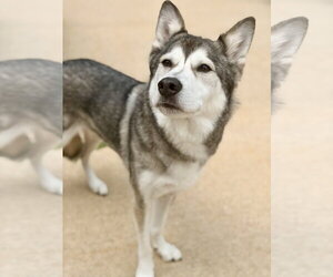Alaskan Malamute-Unknown Mix Dogs for adoption in Jackson , NJ, USA