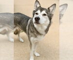 Small Alaskan Malamute Mix