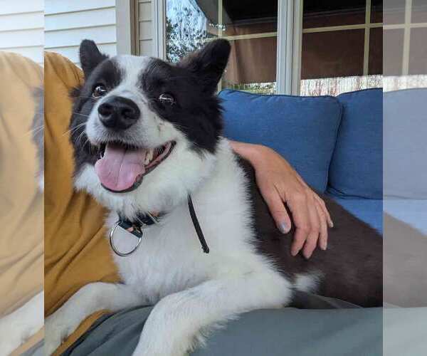 Medium Photo #1 American Eskimo Dog Puppy For Sale in Pikesville, MD, USA